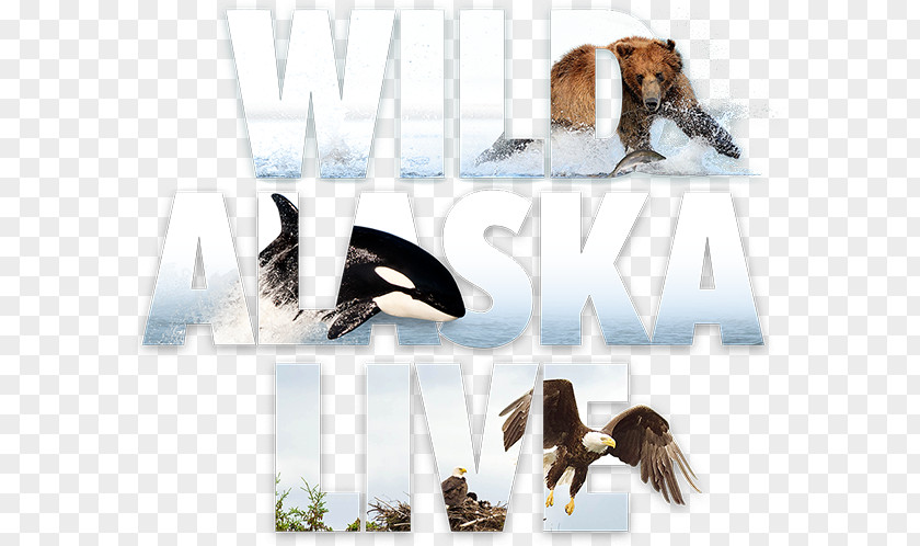 Wild Adventure Television Show Alaska Brand Fauna Font PNG