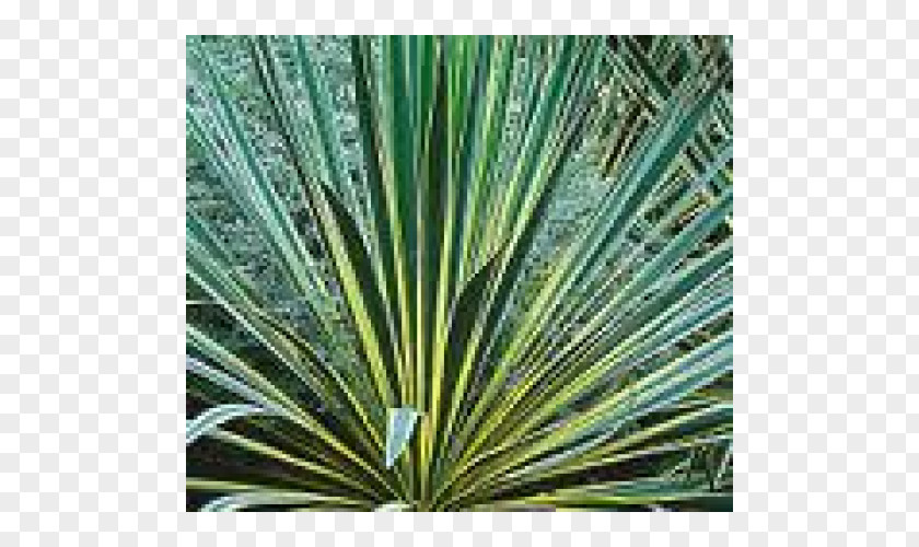 Plant Adam's Needle Garden Agave Shrub PNG