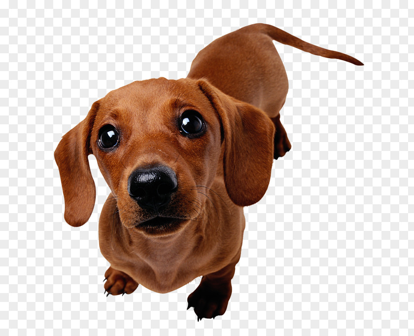 Puppy Dachshund Beagle Yorkshire Terrier Harrier PNG