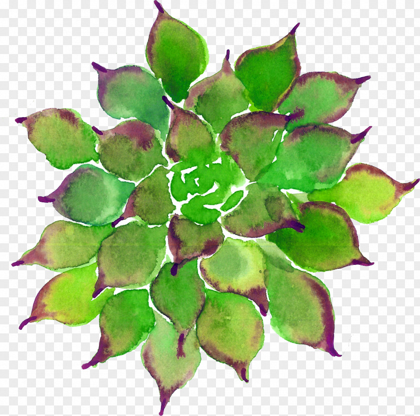 Succulent Plants Plant Leaf Watercolor Painting PNG