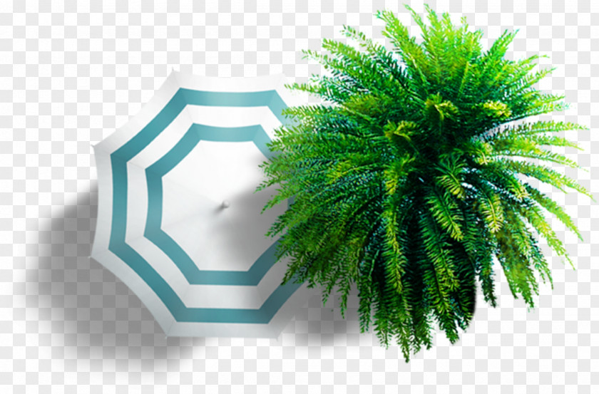 Arecales Tree Green Grass Background PNG