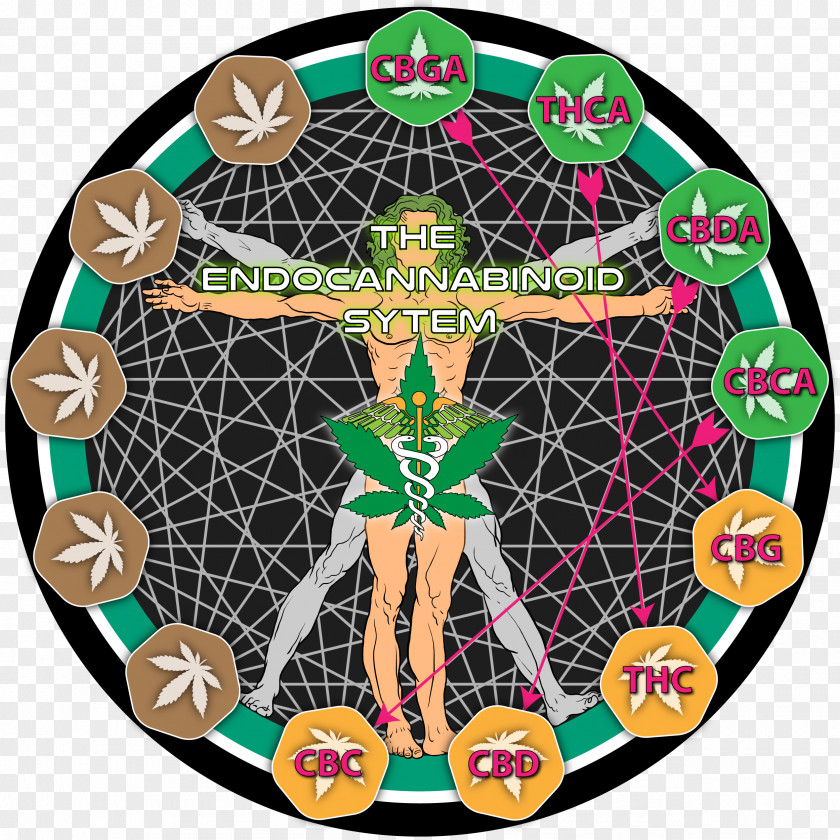 Cannabis Endocannabinoid System Cannabinoid Receptor Cannabidiol Cannabinol PNG
