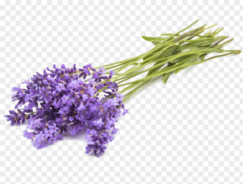 English Lavender Oil Aromatherapy Essential Herb PNG