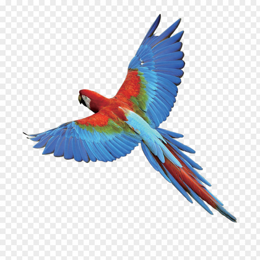 Parrot Bird Paper Flyer PNG