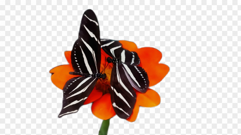 Pollinator Tulip Monarch Butterfly PNG