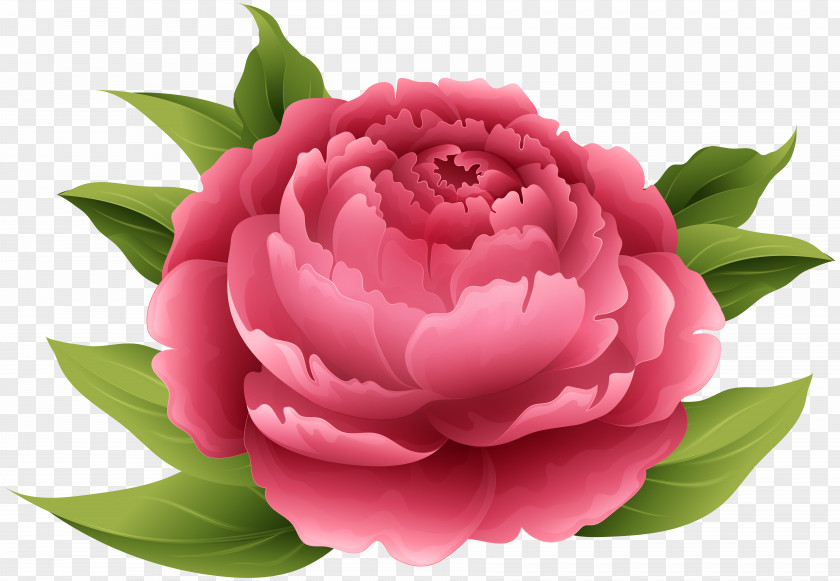 Red Peony Clip Art Image Pink Flowers PNG