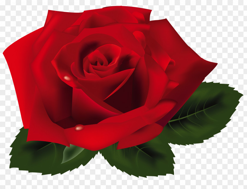 Red Rose Clipart Clip Art PNG