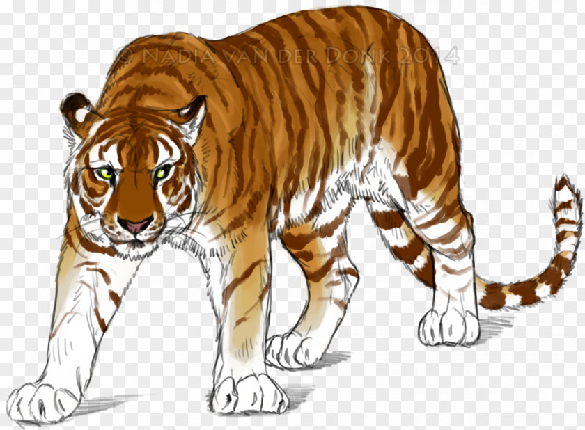 Cat Golden Tiger Lion Drawing Siberian PNG