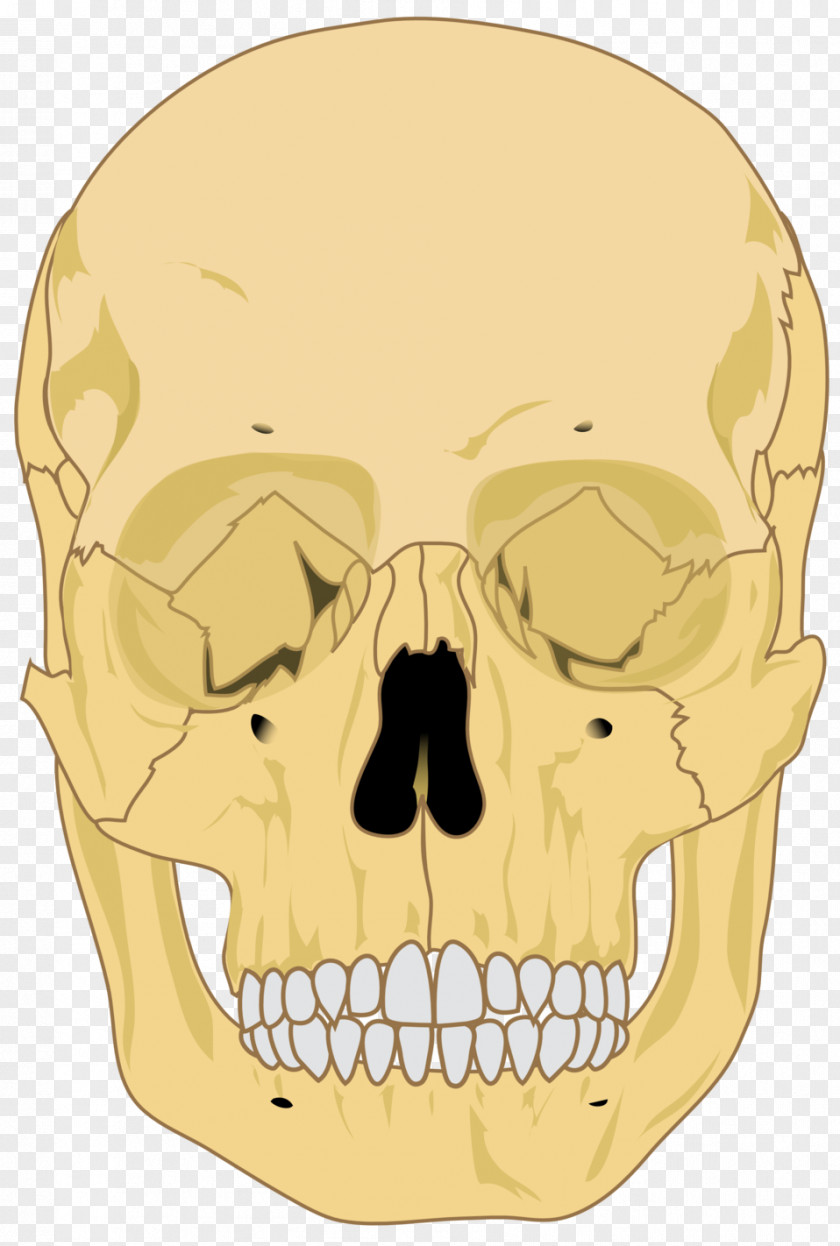 Skull Clipart Human Skeleton Body Homo Sapiens PNG
