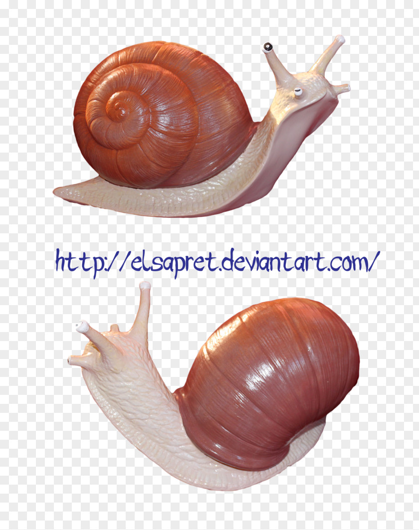 Snail DeviantArt Gastropods Stock Photography PNG