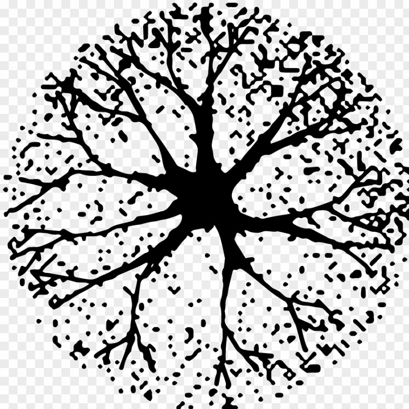 Tree Plan Black And White Woody Plant Clip Art PNG