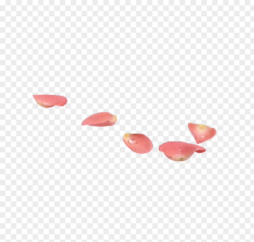 Flower Petal Pink Clip Art PNG