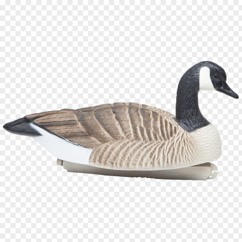 Goose Canada Duck Hunting PNG