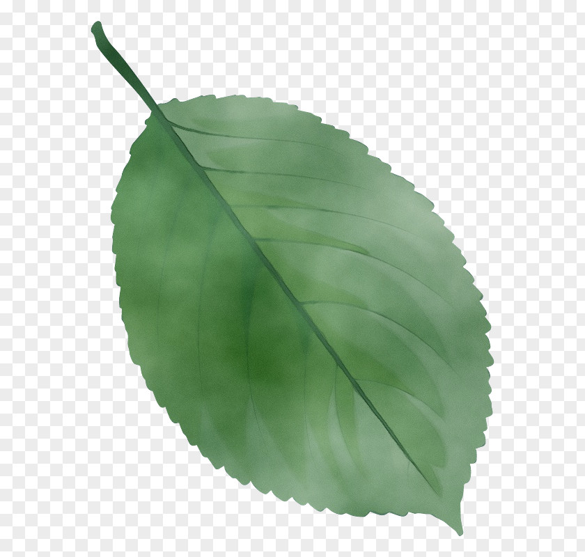 Leaf Plant Stem Science Structure PNG