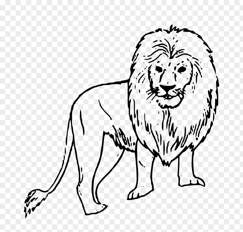 Lion White Drawing Clip Art PNG