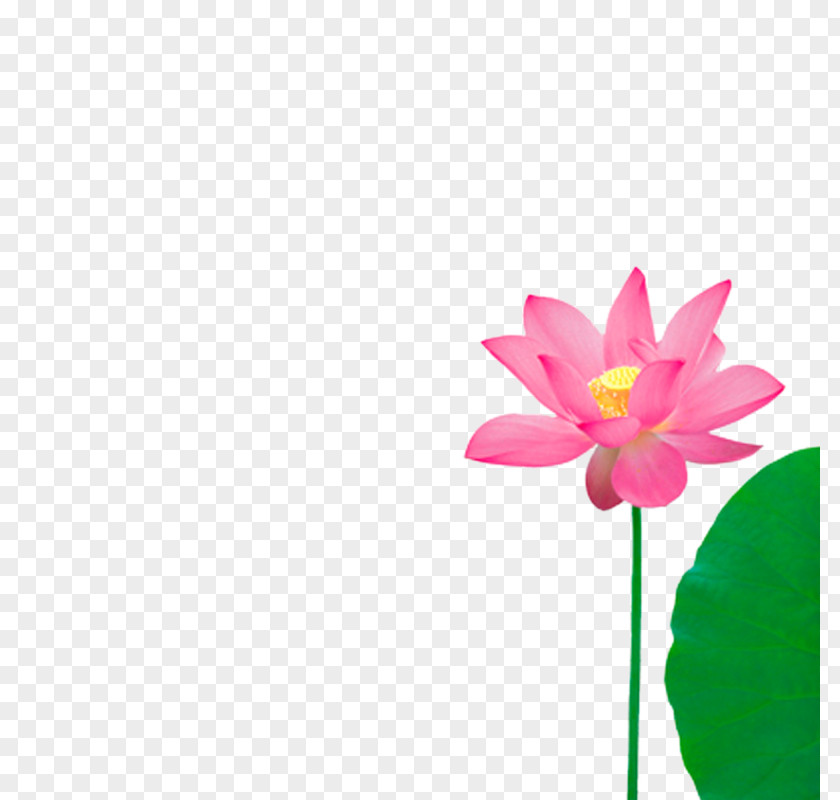 Lotus Pink PNG