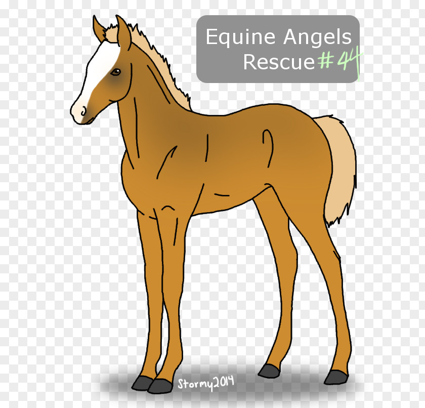 Respiratory Problems Horses Mule Foal Mustang Mare Stallion PNG