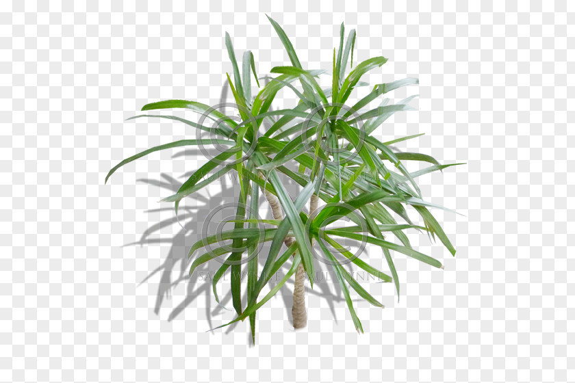 Tree Combination Map Flowerpot Grasses Houseplant Herb PNG