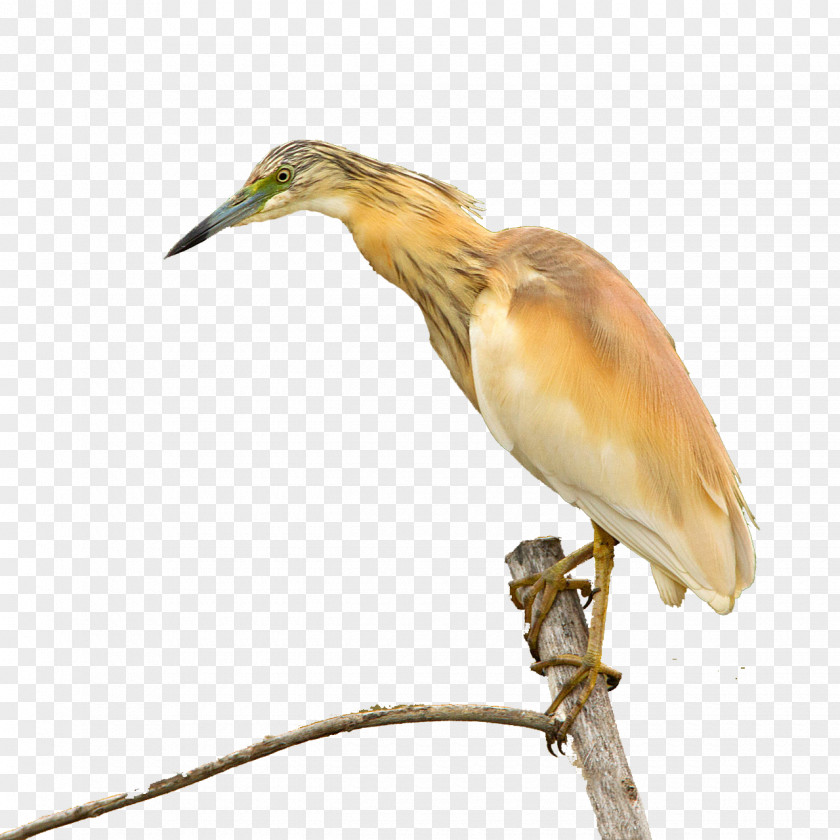 Aak Bitterns Fauna Beak Coraciiformes Feather PNG