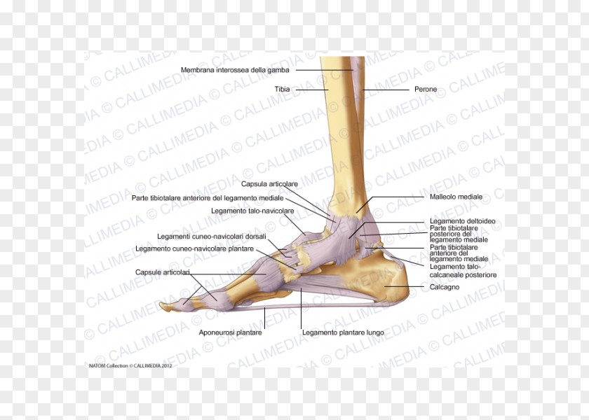 Capsula Foot Joint Capsule Deltoid Ligament PNG