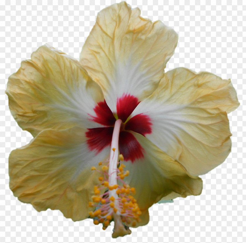 Darshan Shoeblackplant Hibiscus PNG