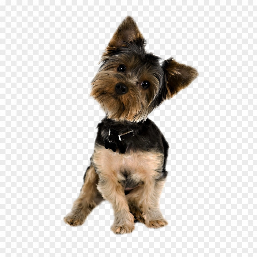 Puppy Yorkshire Terrier Yorkipoo Pug Golden Retriever PNG