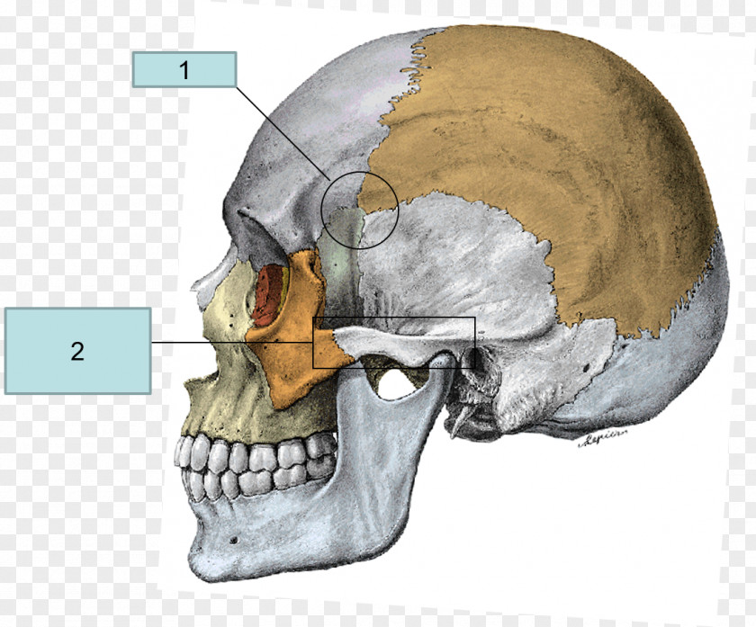 Skull Superior Nasal Concha Zygomatic Bone Anatomy Temporal PNG