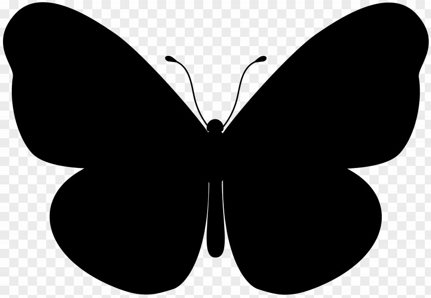 Butterfly Illustration Desktop Wallpaper PNG