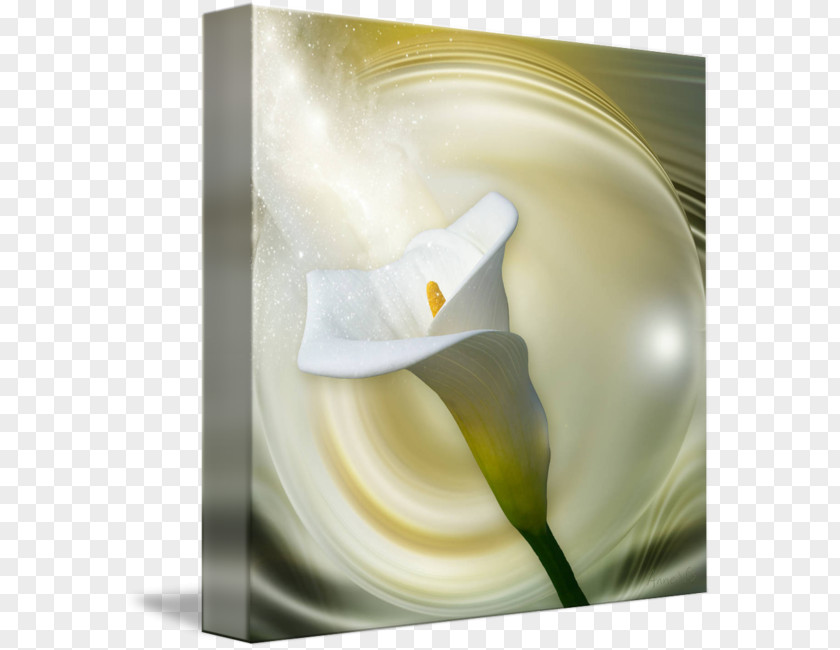 Callalily Arum Lilies Still Life Photography Flower Alismatales PNG