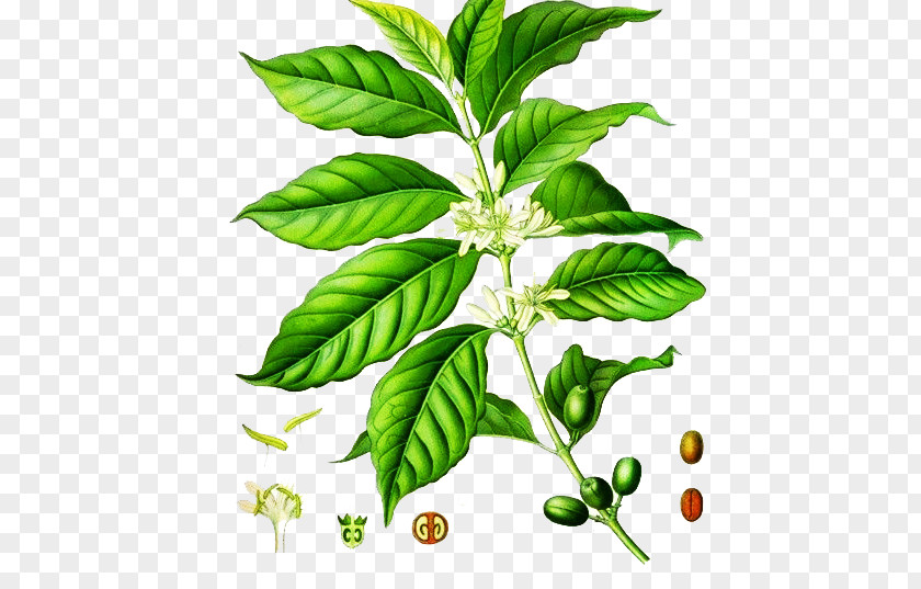 Hand-painted Coffee Tree Arabica Robusta Kxf6hlers Medicinal Plants Coffea Liberica PNG