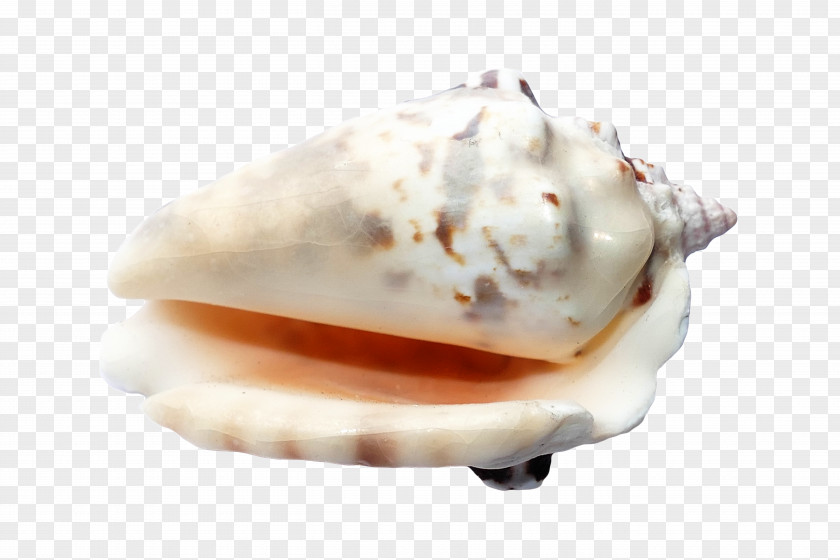 Seashell Image File Formats Scallop PNG