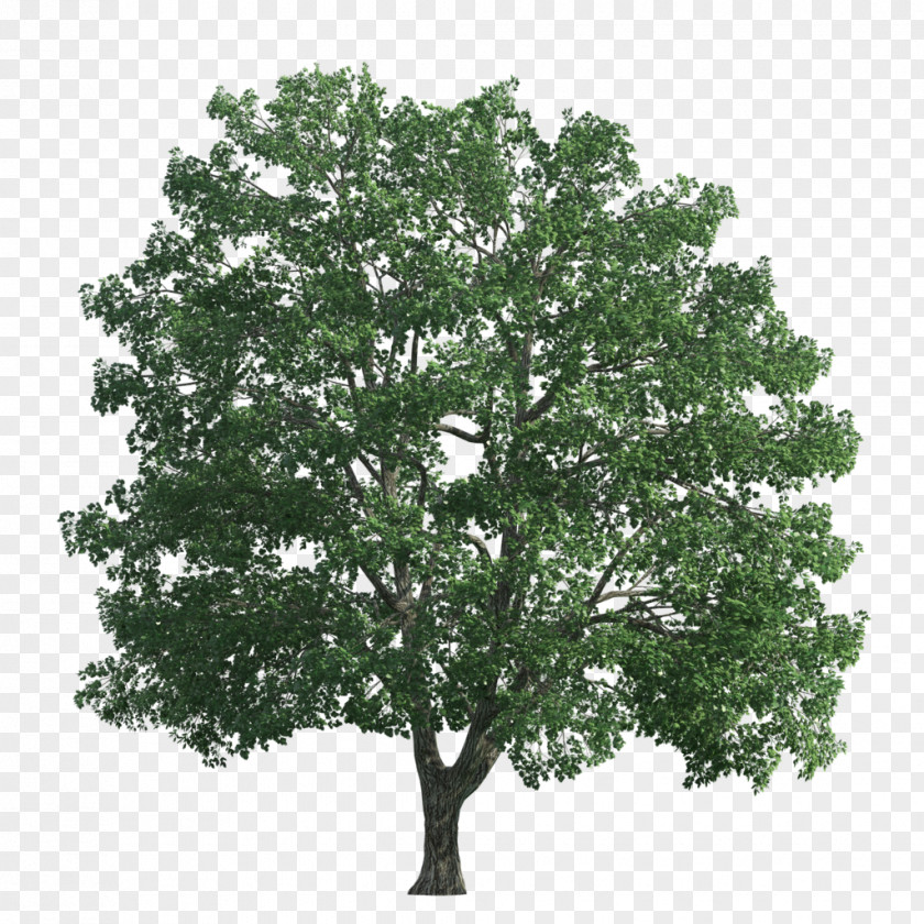 Tree Transparency And Translucency PNG