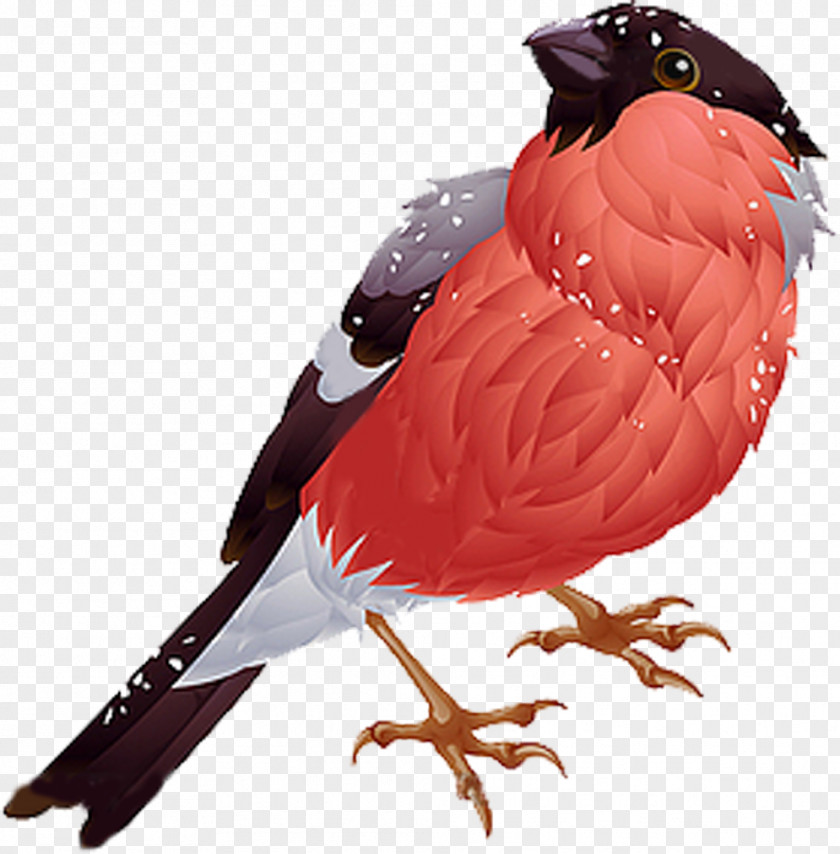 Bird Eurasian Bullfinch PNG