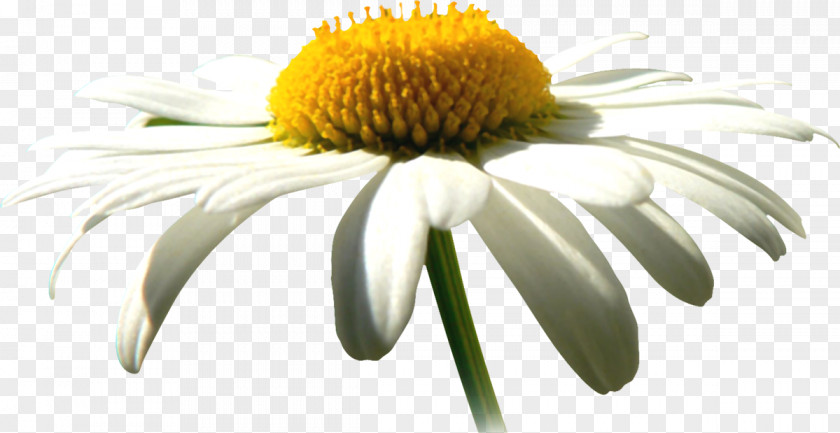 Chamomile Oxeye Daisy German Common PNG