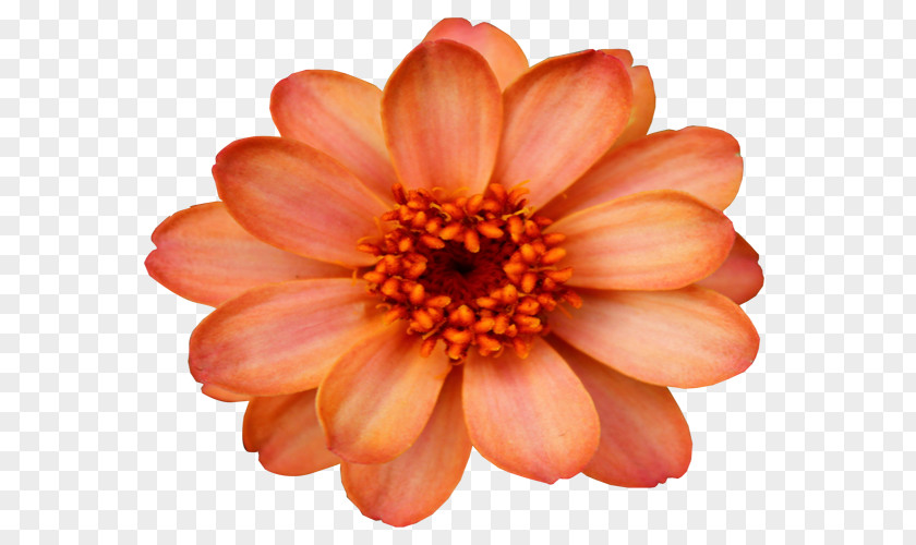 Creative Orange Flower Desktop Wallpaper Clip Art PNG