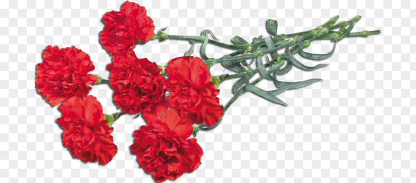 Flower Carnation Ohio Bouquet Clip Art PNG