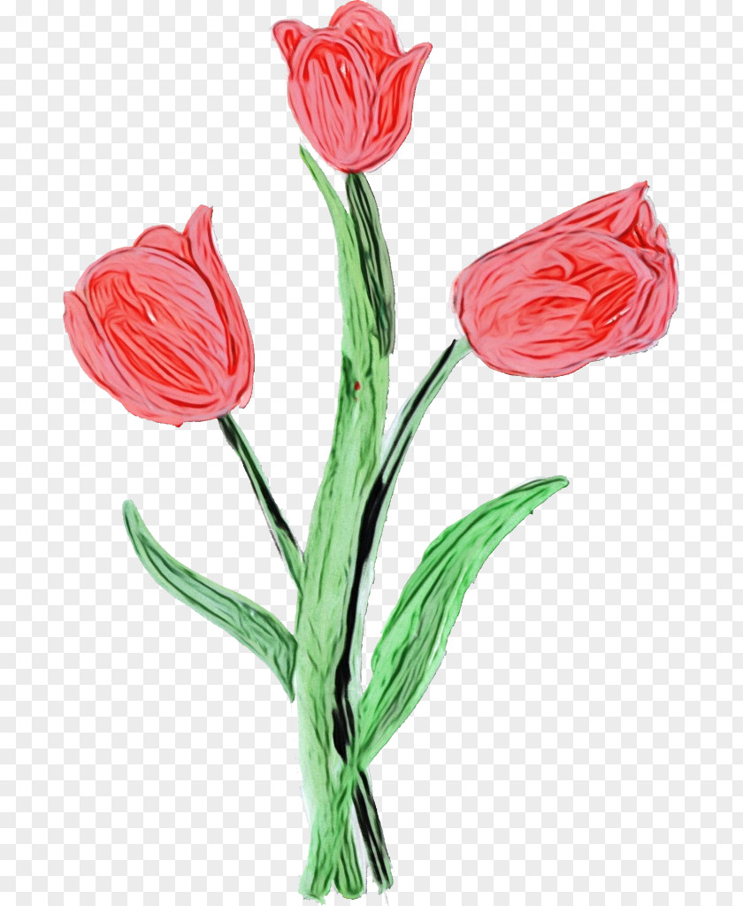 Lily Family Pedicel Watercolor Floral Background PNG