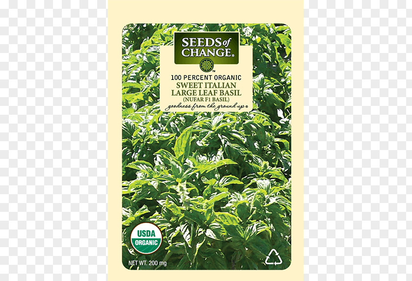 Thai Basil Seed Organic Certification Herb Food PNG
