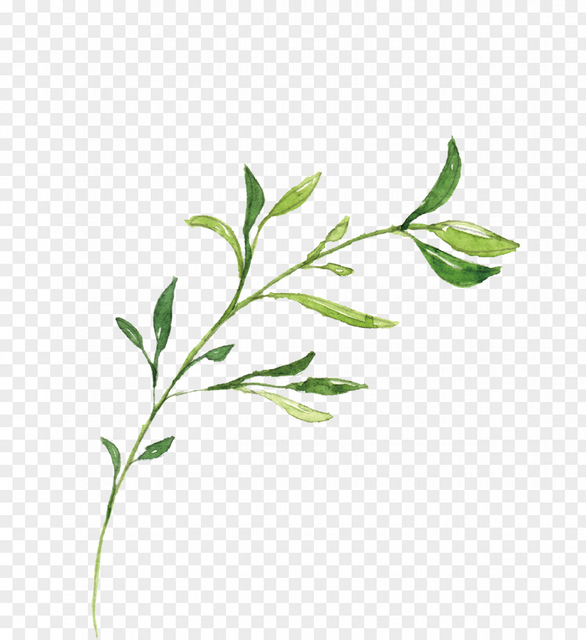 Hand-drawn Illustration Leaves PNG