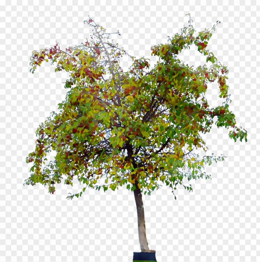 Shrub Houseplant Branching PNG