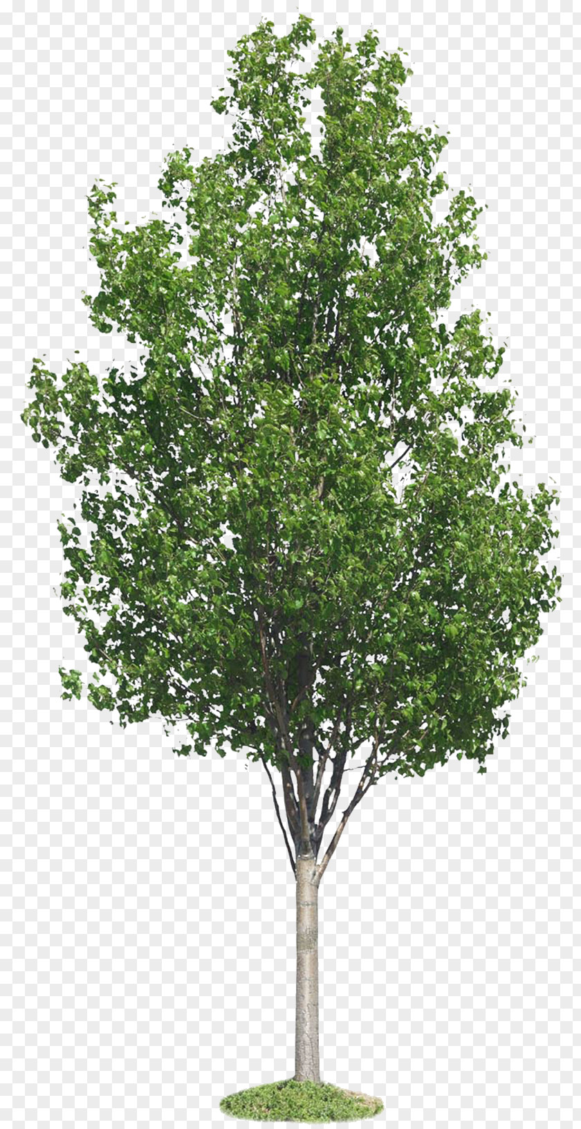 Tree Clip Art PNG