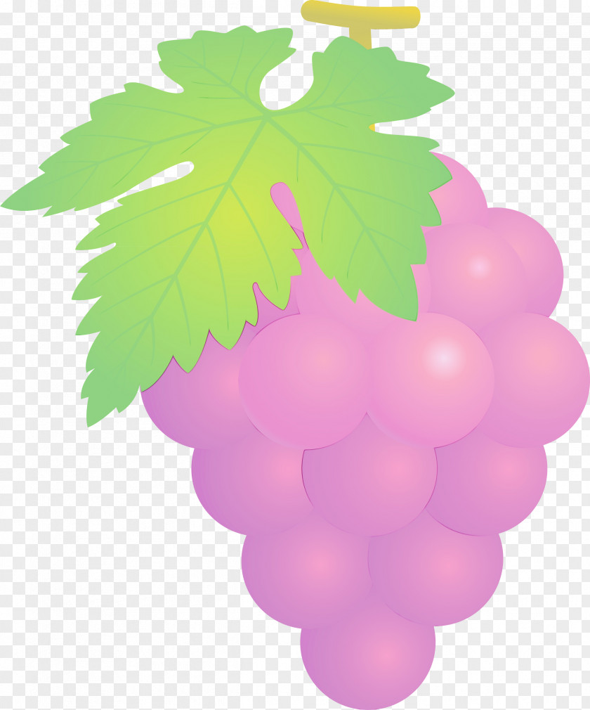 Grape Grapevine Family Seedless Fruit Leaf Vitis PNG