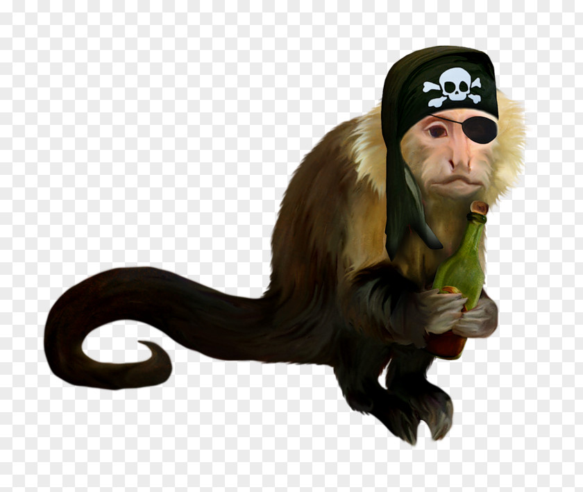 Monkey Ape Old World Monkeys Piracy PNG