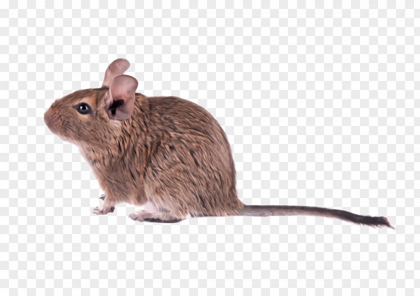 Muroidea Pest Rat Mouse Muridae Degu Gerbil PNG