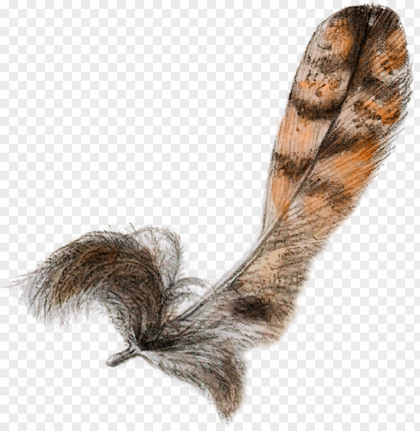 Retro Feather Fur PNG