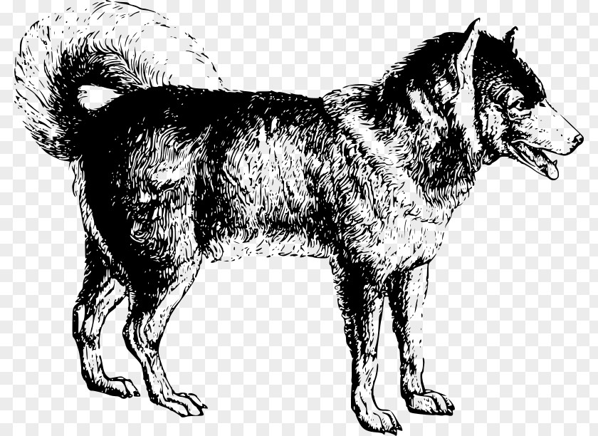 A Drum Dog Seppala Siberian Sleddog Husky Alaskan Malamute East Laika Norwegian Elkhound PNG