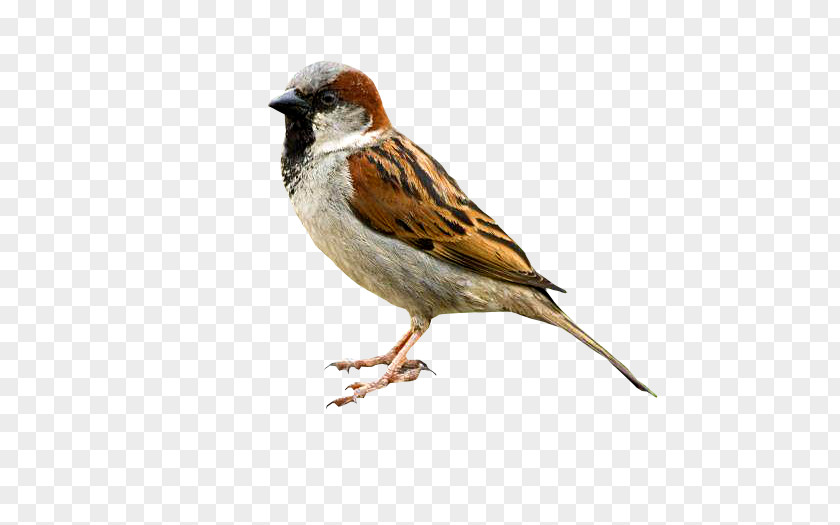 Bird Eurasian Tree Sparrow Critter Control Wildlife PNG