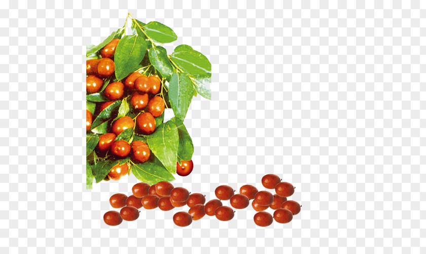 Dates Cranberry Jujube Date Palm PNG