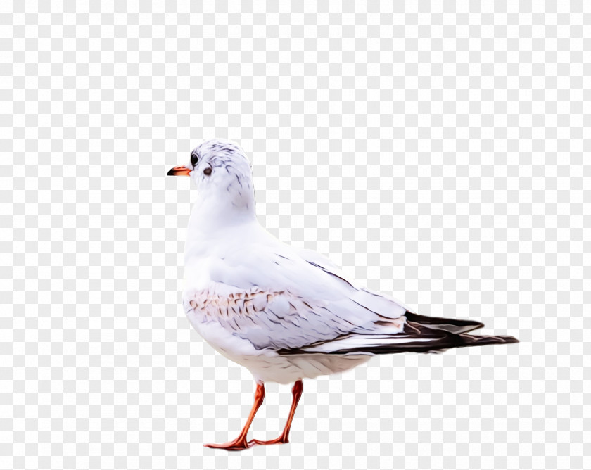 European Herring Gull Great Black-backed Shorebirds Lesser PNG