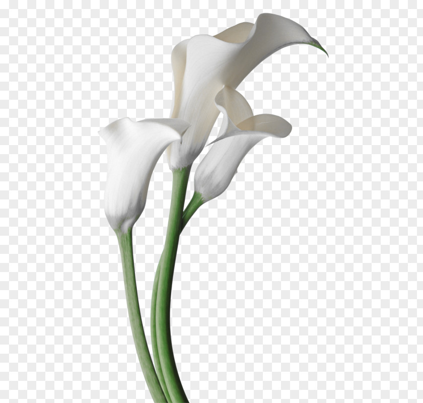 Flower Arum-lily Garden Lilies Bog Arum Madonna Lily PNG